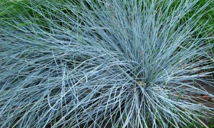 Декоративные травы Овсец вечнозеленый (Helictotrichon sempervirens) - фото № 3