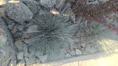 Декоративные травы Овсец вечнозеленый (Helictotrichon sempervirens) - фото № 1