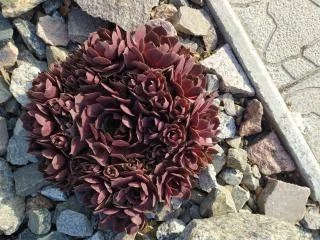 Кам'яна троянда - семпервівум для вашого саду - фото № 1