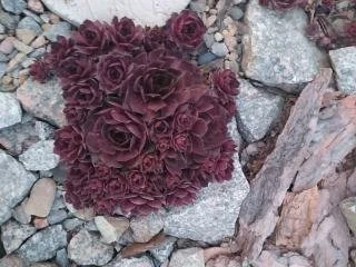 Кам'яна троянда - семпервівум для вашого саду - фото № 3