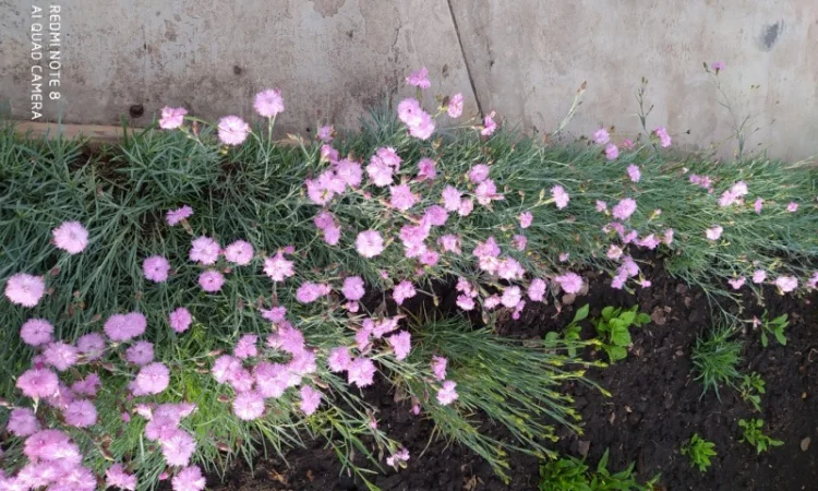 Садовая гвоздика розового цвета - фото № 2