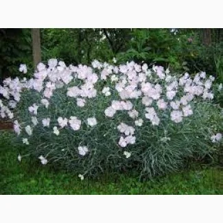 Садовая гвоздика розового цвета - фото № 3