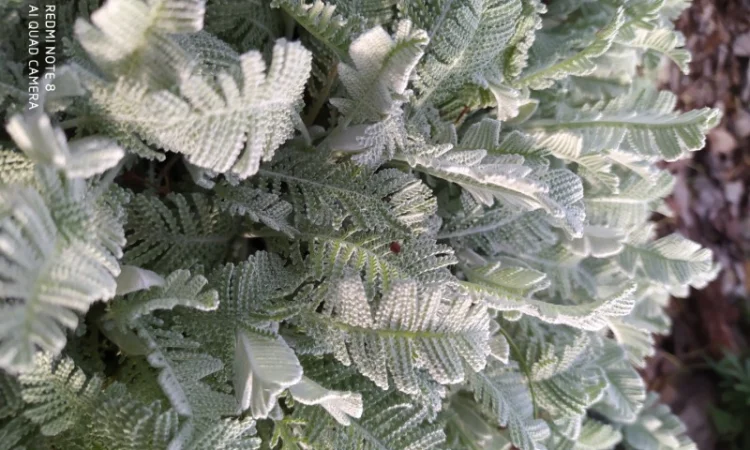 Пижма Гарадянова - декоративное растение для вашего сада - фото № 2