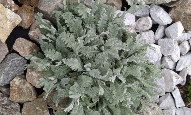 Пижма Гарадянова - декоративное растение для вашего сада - фото № 3