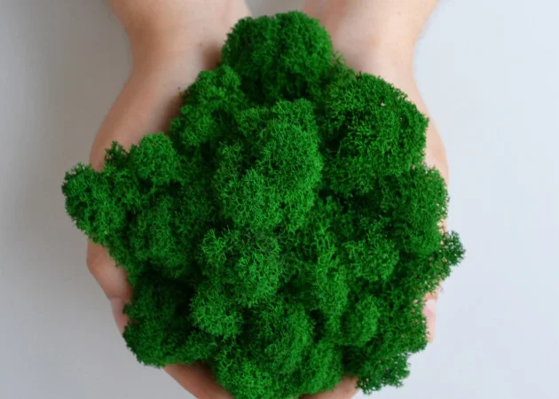 Стабилизированный ягель – природный декор на вес - фото № 1