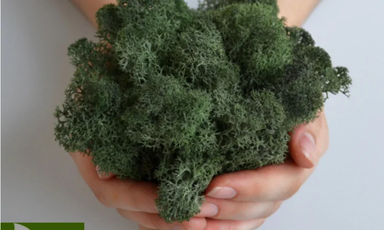 Стабилизированный ягель – природный декор на вес - фото № 2