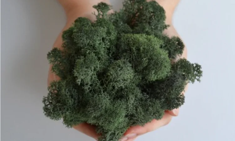 Натуральный темный зеленый мох из Скандинавии для флористики - фото № 1