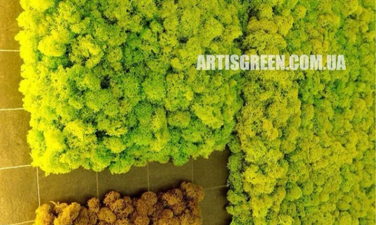 Екологічні картини та панно з моху та стабілізованих рослин - фото № 1