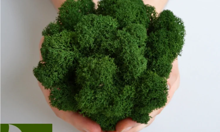 Декоративный стабилизированный мох из Скандинавии - фото № 1