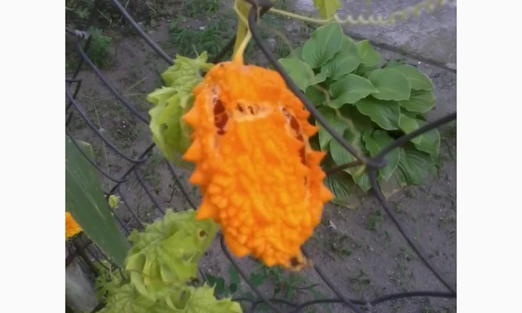 Семена момордики для вашего сада - фото № 2