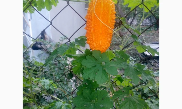 Семена момордики для вашего сада - фото № 3