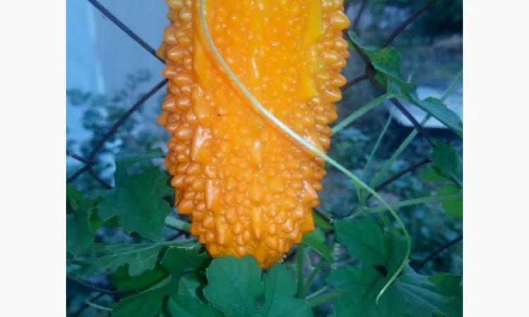 Семена момордики для вашего сада - фото № 4