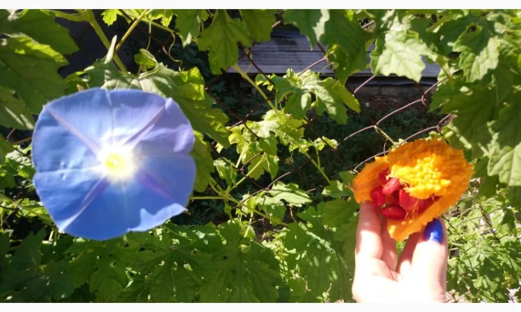 Семена момордики для вашего сада - фото № 6