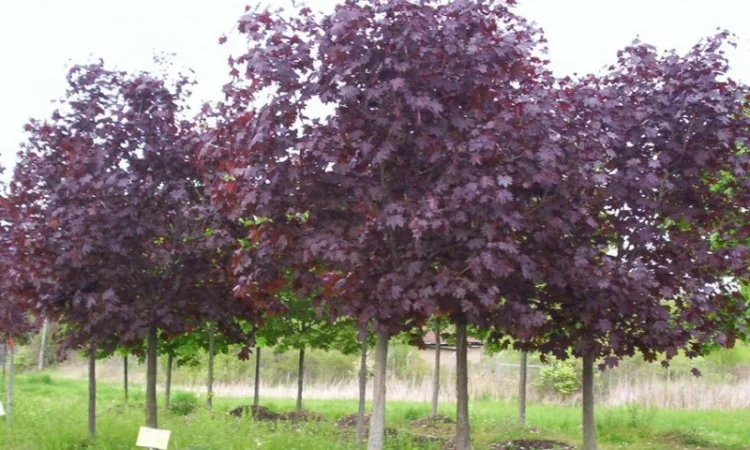 Саженцы декоративных деревьев и кустарников на продажу - фото № 1