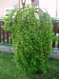 Саженцы декоративных деревьев и кустарников на продажу - фото № 2