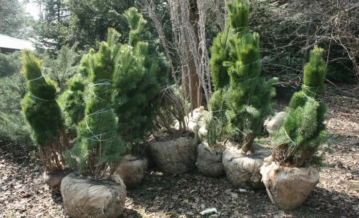 Саженцы декоративных деревьев и кустарников на продажу - фото № 11