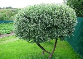 Саженцы декоративных деревьев и кустарников на продажу - фото № 10