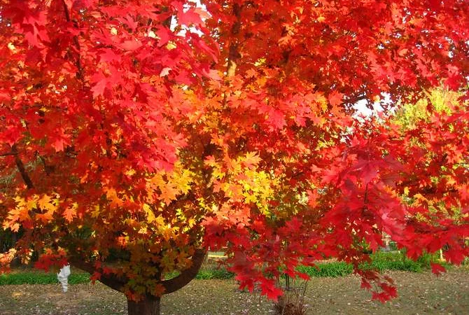 Саженцы декоративных деревьев и кустарников на продажу - фото № 9