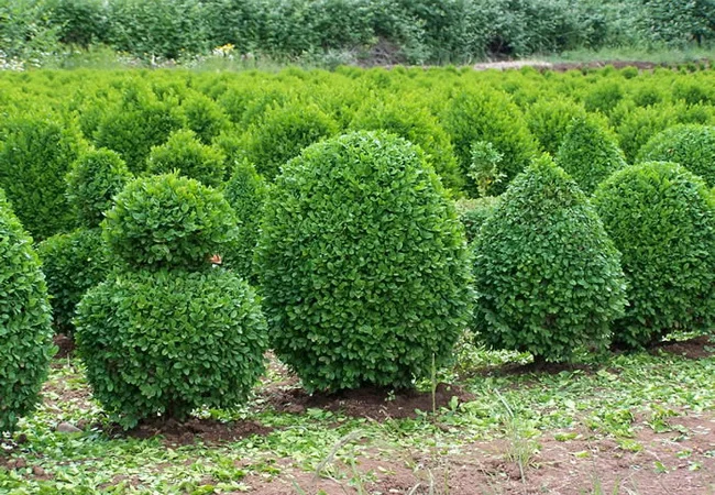 Саженцы декоративных деревьев и кустарников на продажу - фото № 7