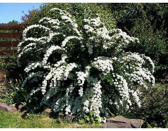 Саженцы декоративных деревьев и кустарников на продажу - фото № 5