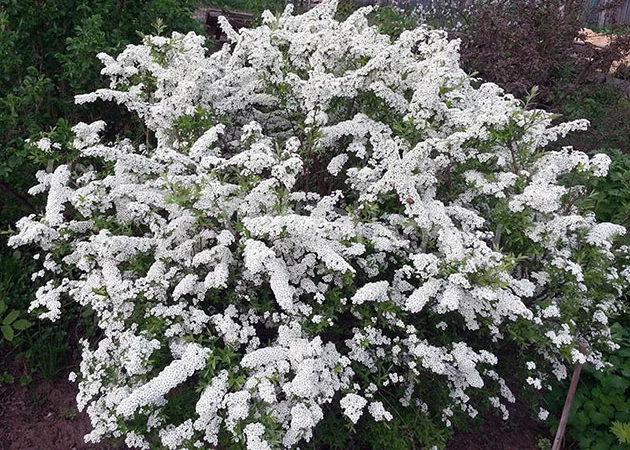 Саженцы декоративных деревьев и кустарников на продажу - фото № 4