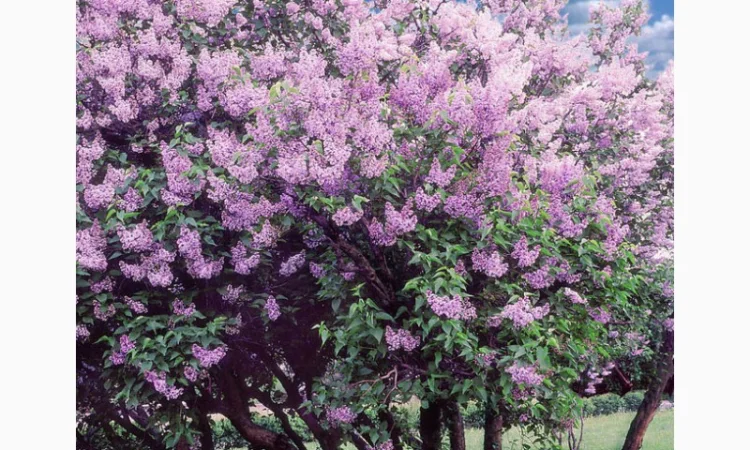 Саженцы декоративных деревьев и кустарников на продажу - фото № 3