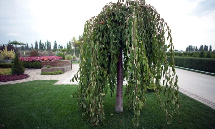 Саженцы декоративных деревьев и кустарников на продажу - фото № 19