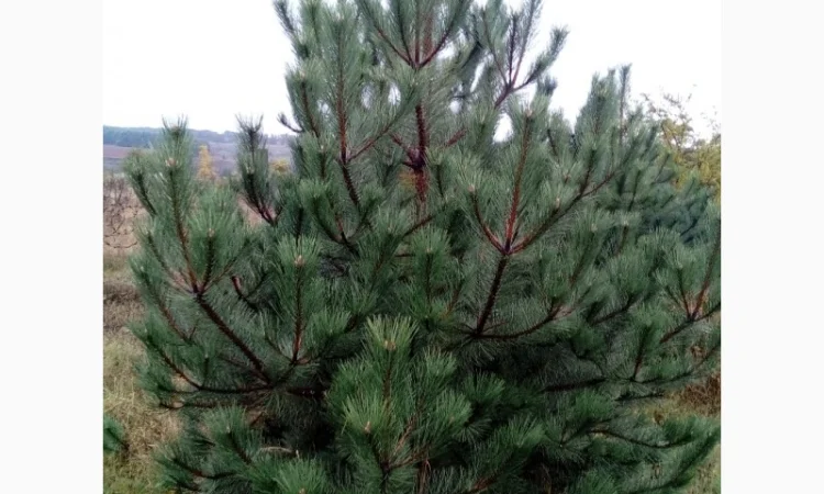 Саженцы декоративных деревьев и кустарников на продажу - фото № 17