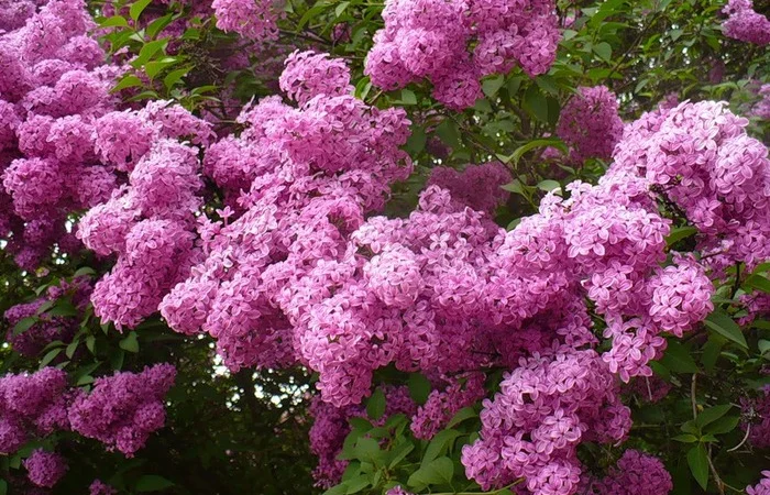 Саженцы декоративных деревьев и кустарников на продажу - фото № 16