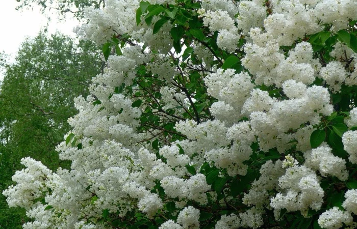 Саженцы декоративных деревьев и кустарников на продажу - фото № 15