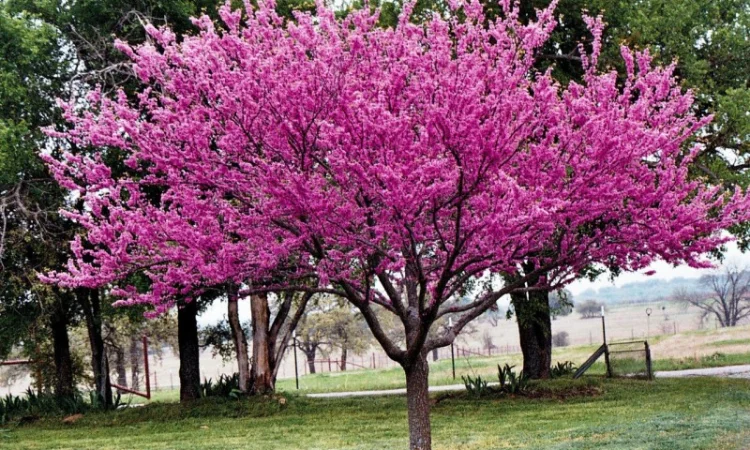 Саженцы декоративных деревьев и кустарников на продажу - фото № 14