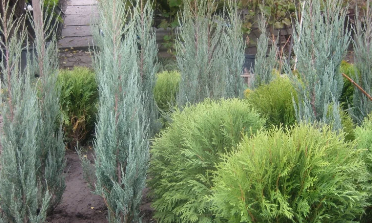 Саженцы декоративных деревьев и кустарников на продажу - фото № 12