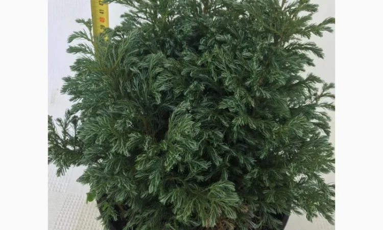 Кипарисовик горохоплодный Бульварл С5л – декоративное растение - фото № 1