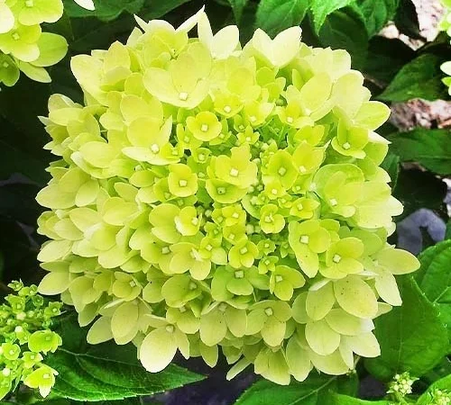 Саженцы гортензии метельчатой Пинк Даймонд в продаже - фото № 1