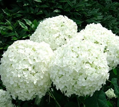 Саженцы гортензии метельчатой Пинк Даймонд в продаже - фото № 3