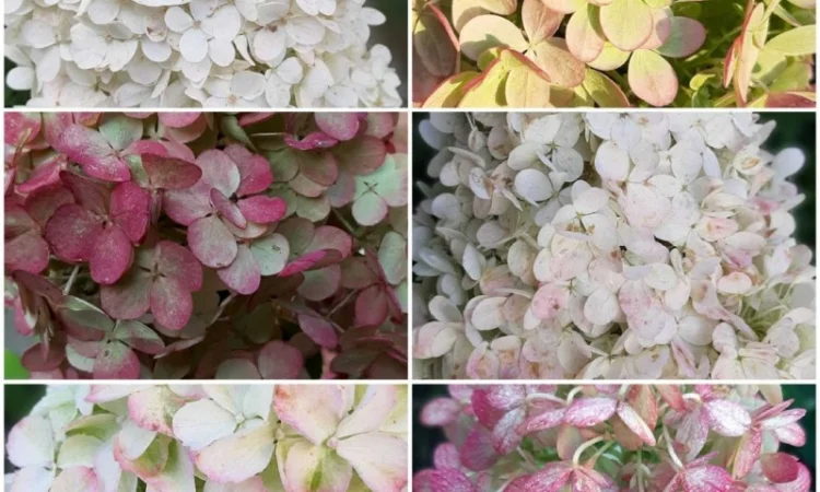 Набір волотистих гортензій, на штамбі від 1 метра (біла рожева зелена) - фото № 1