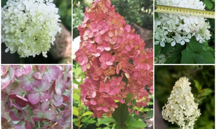 Набір волотистих гортензій, на штамбі від 1 метра (біла рожева зелена) - фото № 2