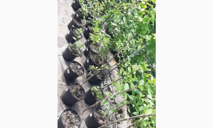 Набір волотистих гортензій, на штамбі від 1 метра (біла рожева зелена) - фото № 3