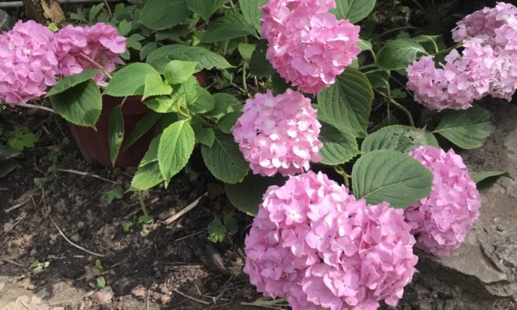 Гортензія великолиста квітуча, рожева Сл. ремонтантна - фото № 1