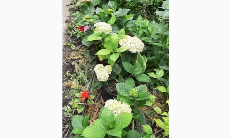 Гортензія великолиста квітуча, рожева Сл. ремонтантна - фото № 2