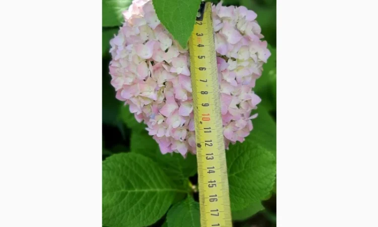 Гортензія великолиста квітуча, рожева Сл. ремонтантна - фото № 3