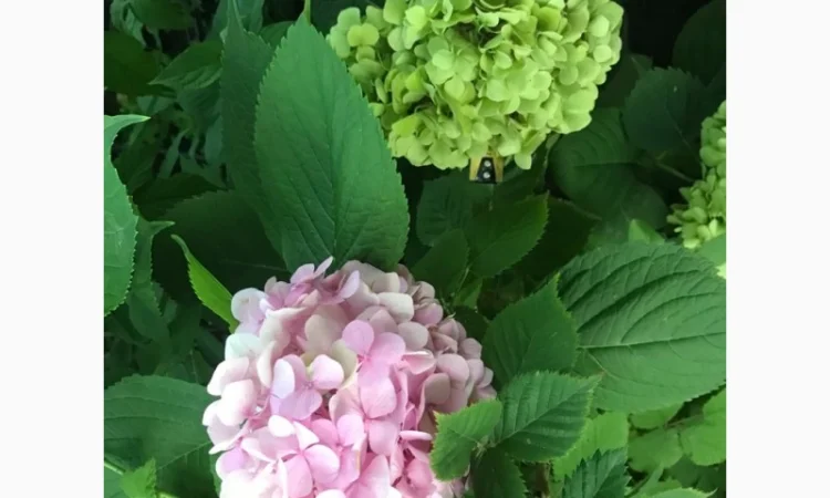 Гортензія великолиста квітуча, рожева Сл. ремонтантна - фото № 4