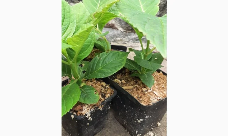 Гортензія великолиста квітуча, рожева Сл. ремонтантна - фото № 5