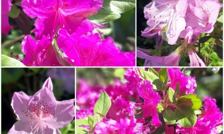 Саженцы гортензии метельчатой 1 шт - фото № 1