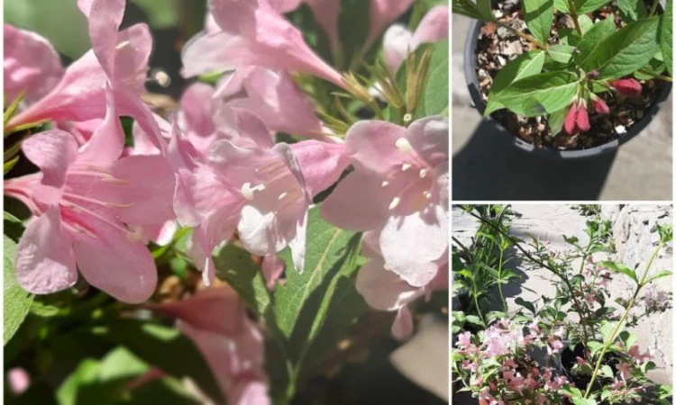 Саженцы гортензии метельчатой 1 шт - фото № 2