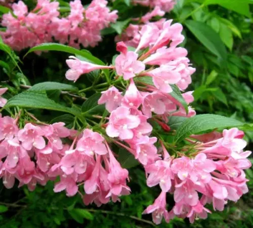 Саженцы гортензии метельчатой 1 шт - фото № 3