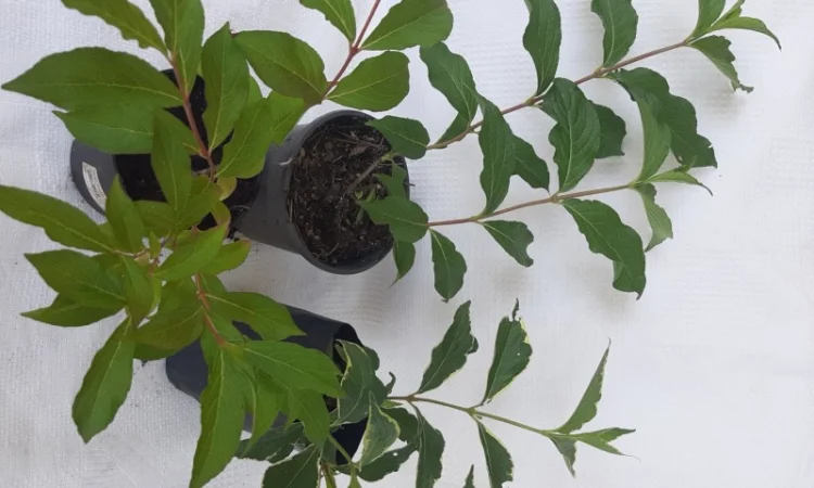 Саженцы гортензии метельчатой 1 шт - фото № 4