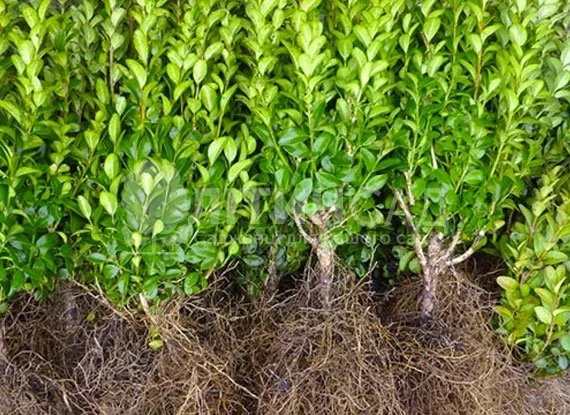 Продам самшит вічнозелений - фото № 1