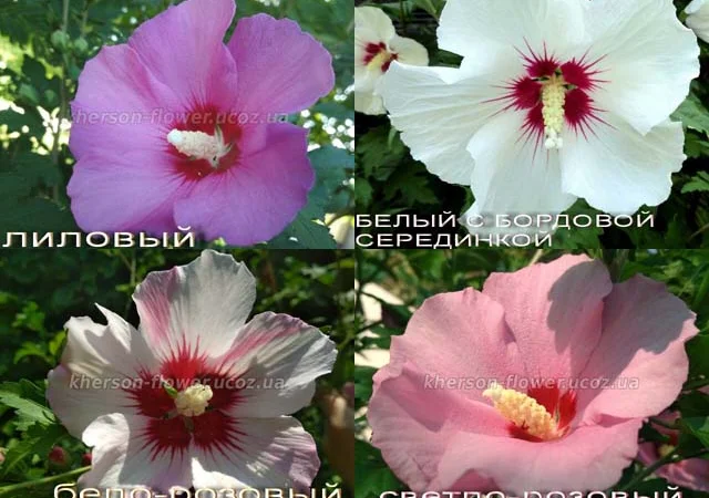 Гибискусы древовидные разных сортов - фото № 2