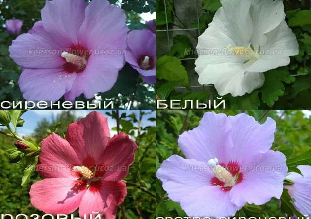 Гибискусы древовидные разных сортов - фото № 3